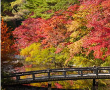 紅葉ツアー